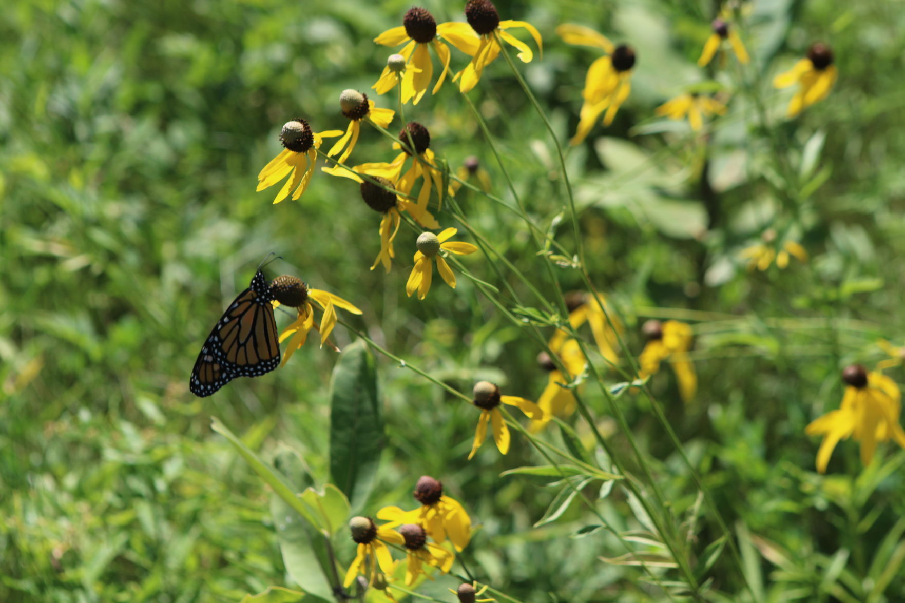 Monarch butterfly